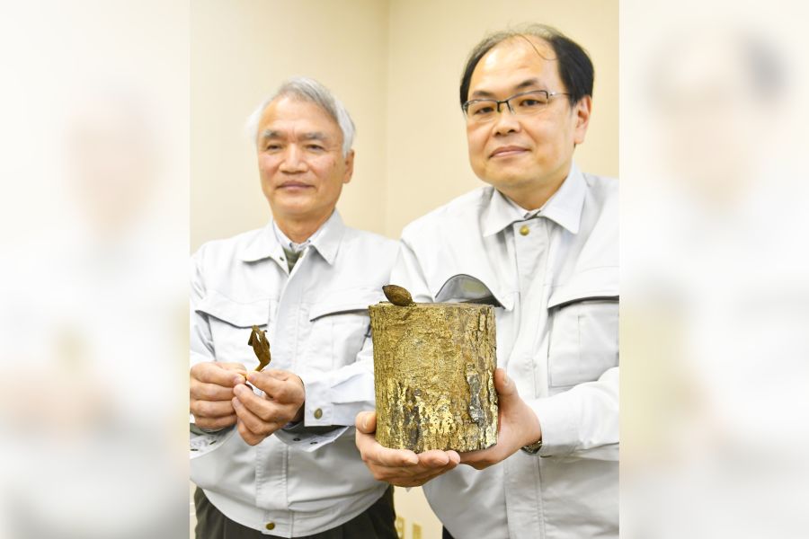 日本きのこ研究所、キリノミタケの人工栽培に成功 絶滅危惧種のキノコ