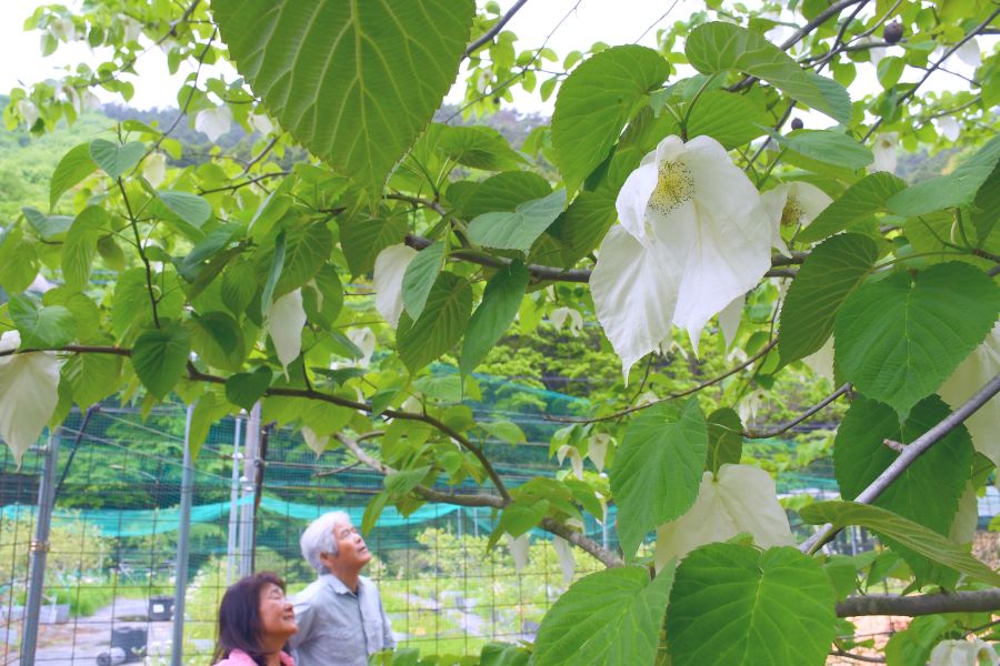 白いハンカチ〟花開く 連休後半は夏日続く | 桐生タイムス