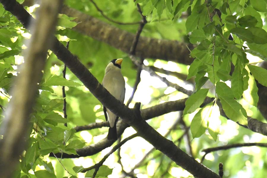 新緑の森にさえずり 16日まで「愛鳥週間」 | 桐生タイムス