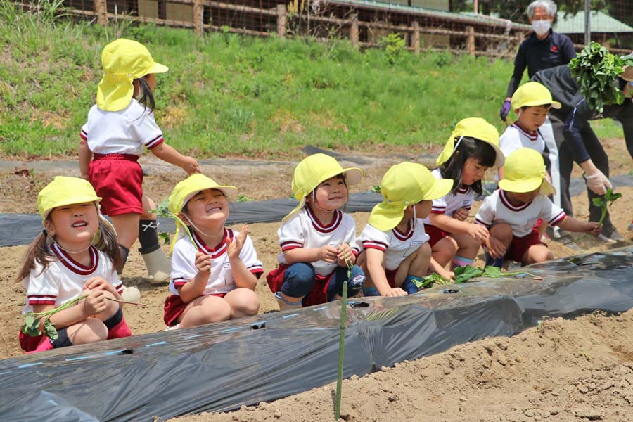 実りの秋が楽しみだね 大間々南幼稚園児らサツマイモ植え 浅原体験村で