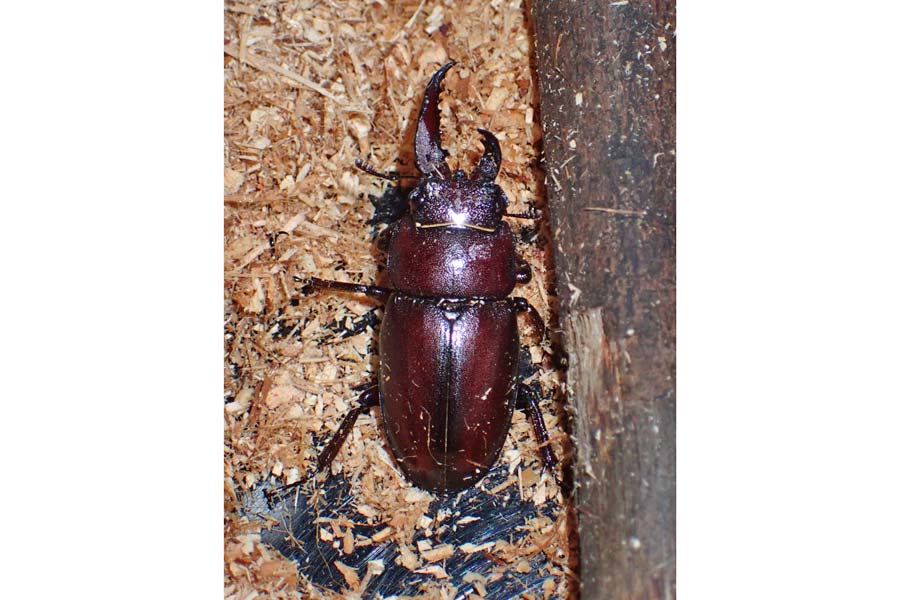左の角だけ雄!?のクワガタ 「雌雄モザイク型」昆虫の森で生体展示中