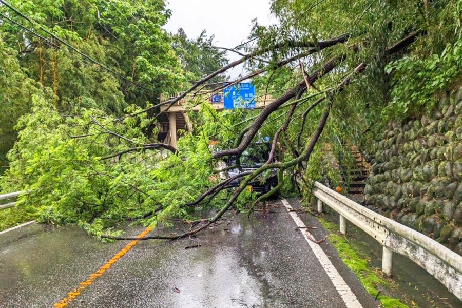雨の影響か 国道122号で倒木に車両衝突 上神梅 | 桐生タイムス
