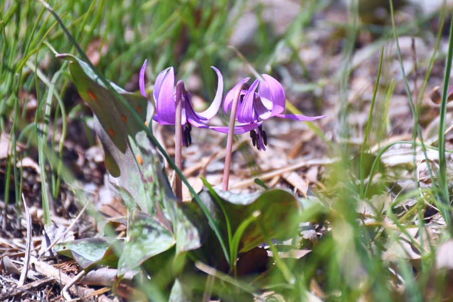 紫の花ほころび始める 「カタクリさくらまつり」開幕 | 桐生タイムス