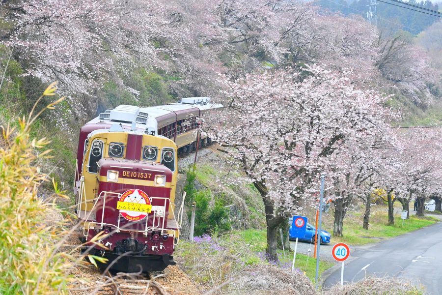 桐生広域桜めぐり 【間坂のS字カーブ】（大間々町桐原） | 桐生タイムス