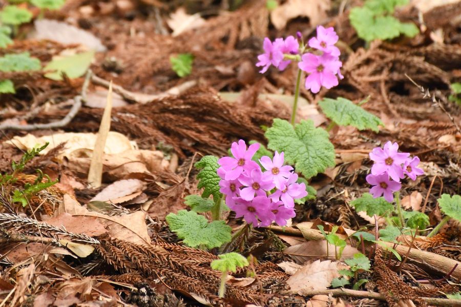 カッコソウも咲きました 紫の花、小平で開く | 桐生タイムス