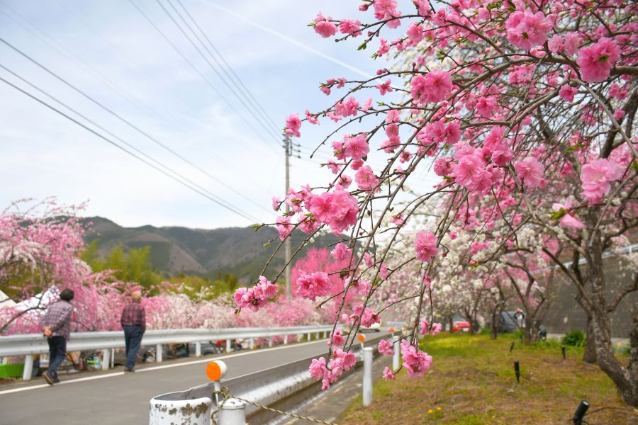 ライトアップで夜も華やか 小夜戸・大畑花桃街道 | 桐生タイムス