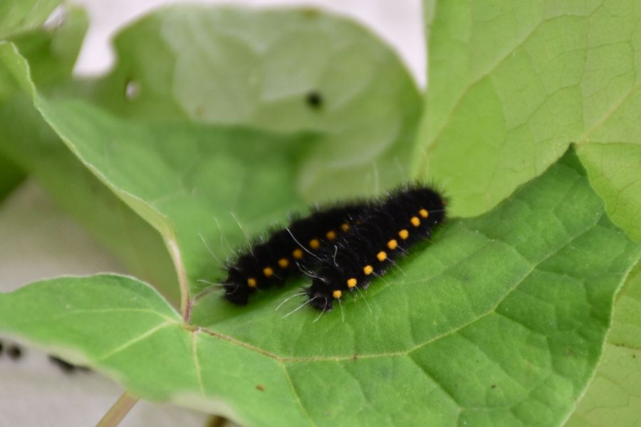 県の天然記念物、レッドリスト「絶滅危惧ⅠB」ヒメギフチョウの幼虫