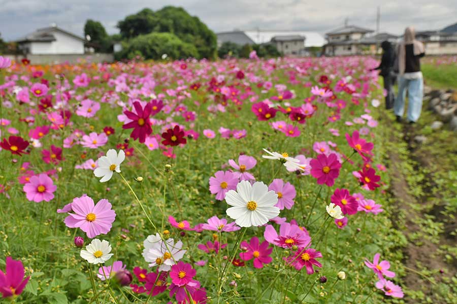 冷え込み強まりあす「霜降」 笠懸・鹿の川でコスモス見頃 | 桐生タイムス