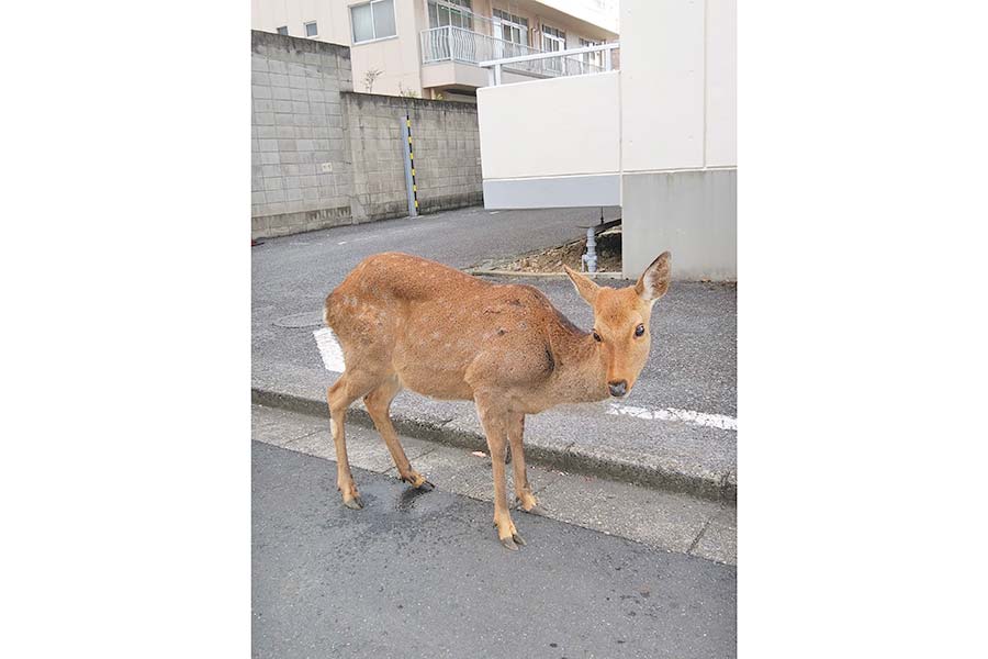 30日まで唐澤龍彦作品展 愛らしい動物イラスト36点展示 伊東屋珈琲