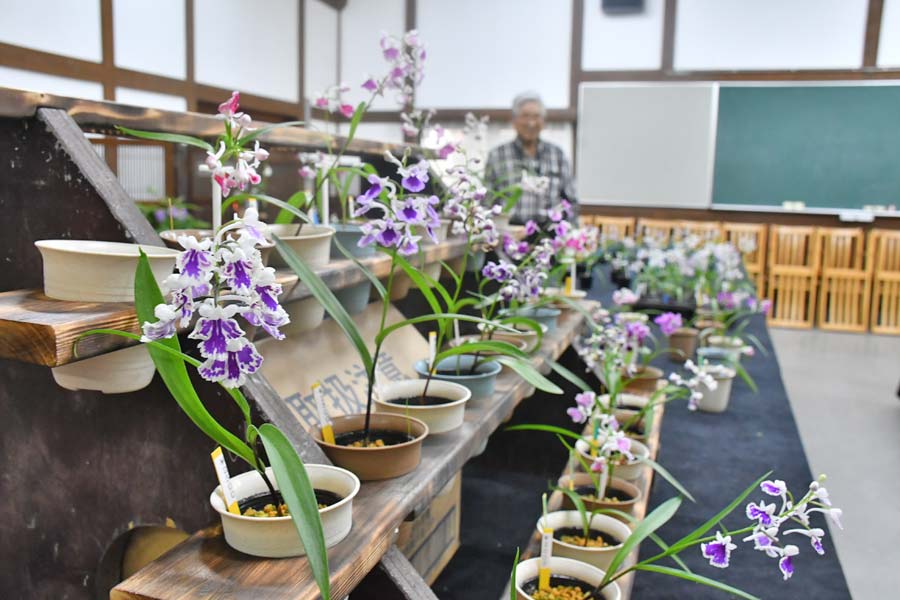花栽培 かれんな花200鉢ずらり 小平の里で遅咲きのウチョウラン展 | 桐生
