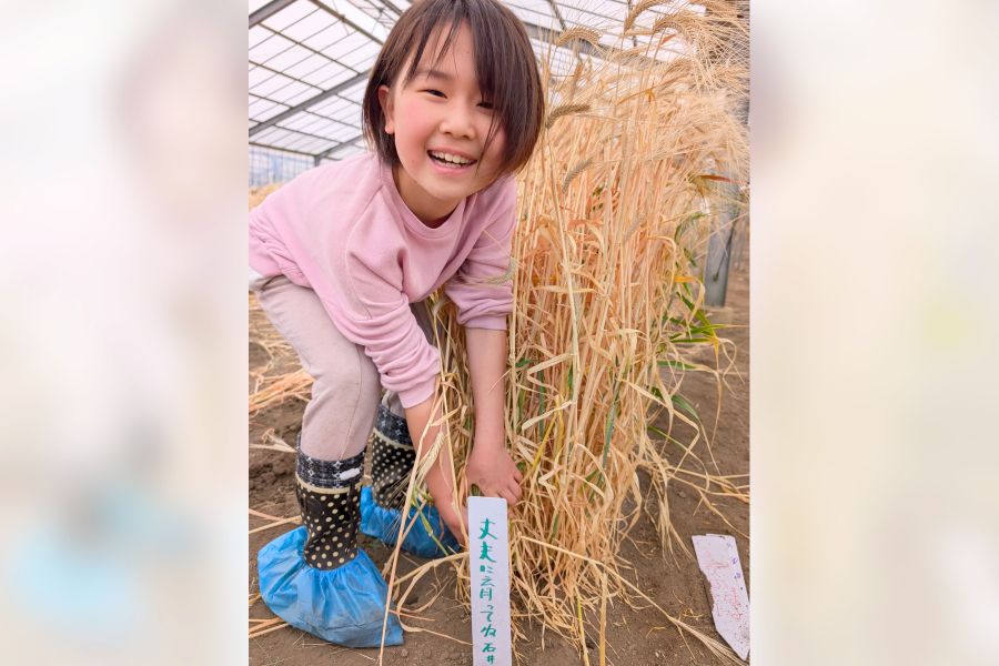 ビールムギ - 良質・多収穫の実践 黄桜 京都麦酒 山田錦 瓶ビール（330ml×12本） 【商品番号：8466
