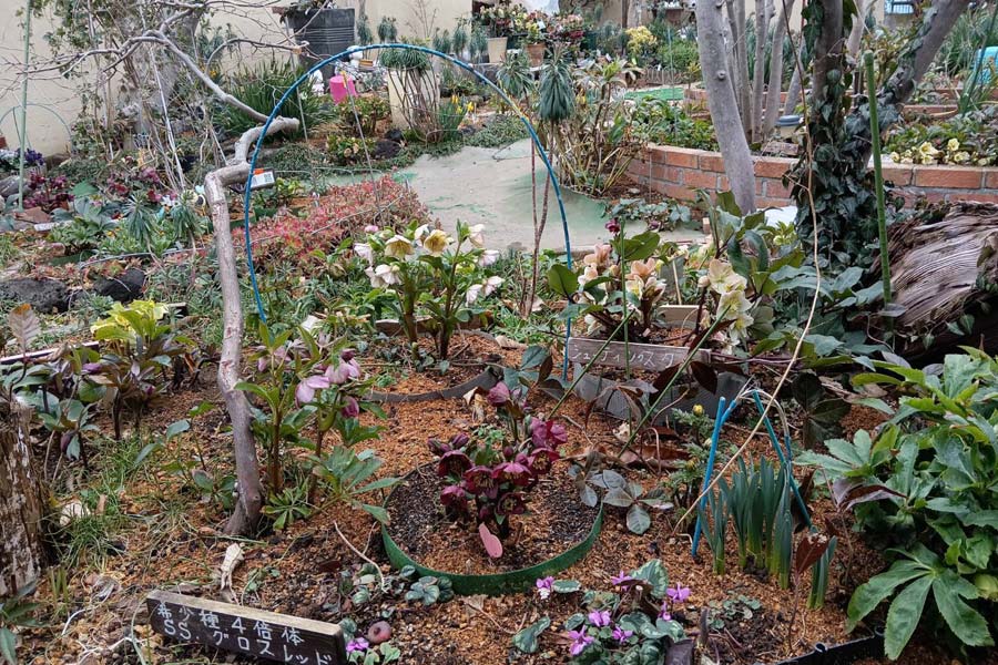 クリスマスローズ自宅庭園を公開 | 桐生タイムス